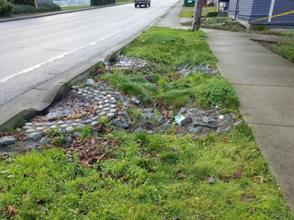 Two curb cuts along Ellis Street bring water into this grassy area where it is collected and piped under the sidewalk to the adjacent engineered rain garden.