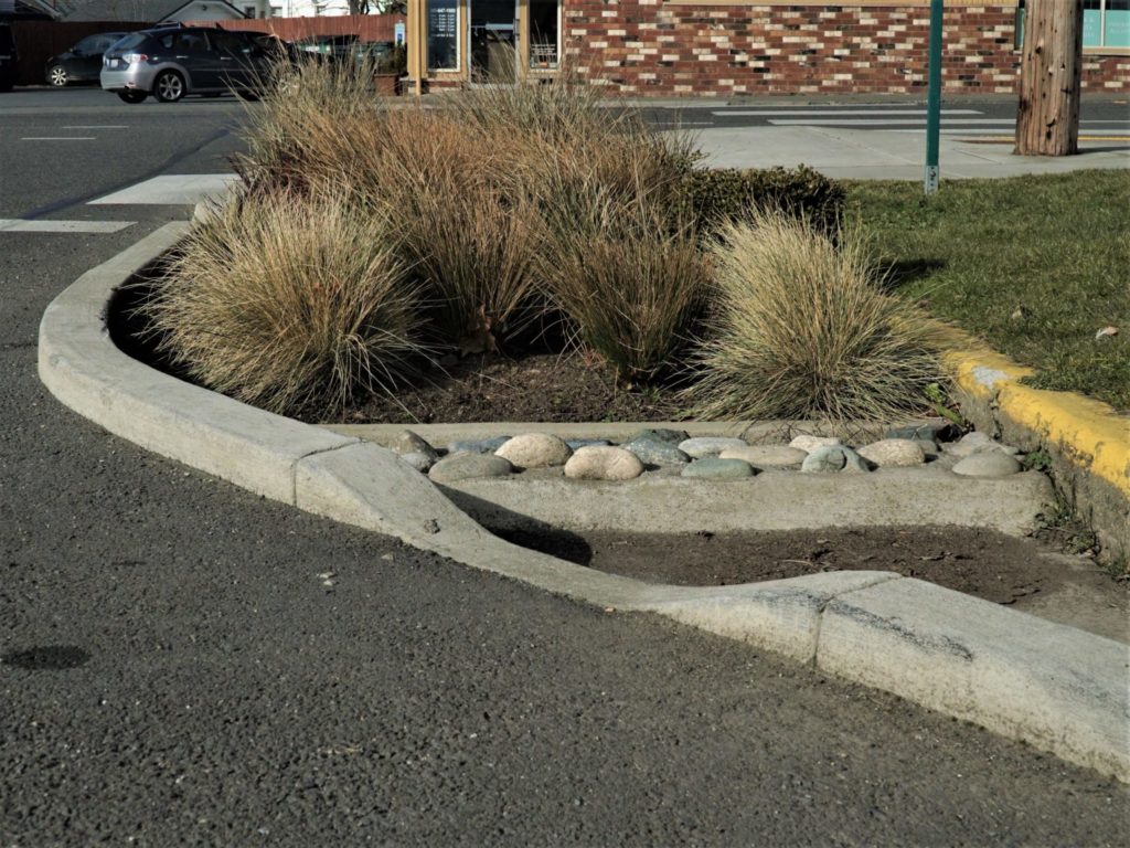 Engineered rain gardens like this one are found in many places effectively infiltrating stormwater and reducing pollution to Whatcom Creek.