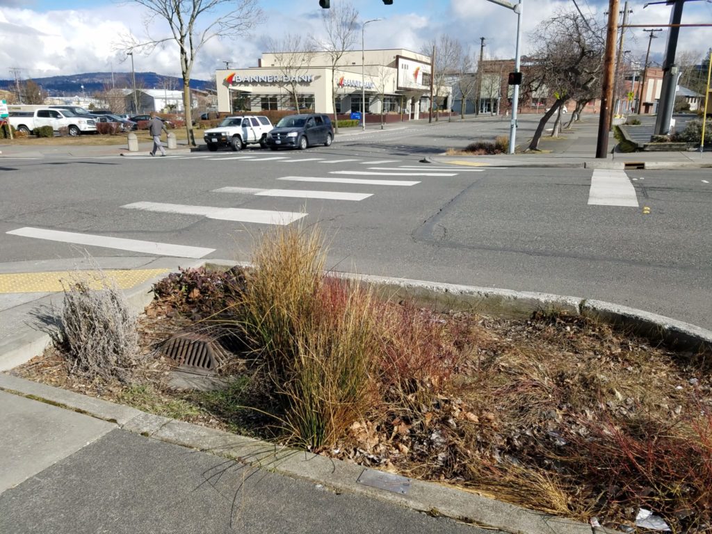 This engineered rain garden collects road runoff at this busy intersection. What doesn't infiltrate flows down into under-drains to underground stormwater pipes.