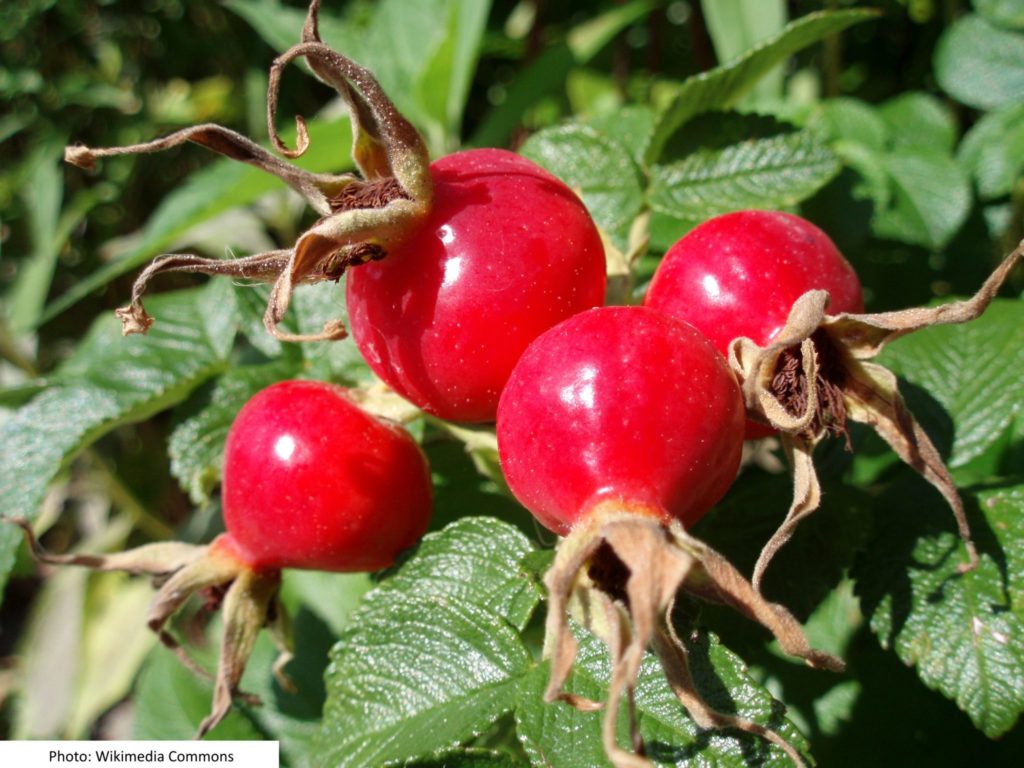 Wild roses provide fruit for critters that live here. They are also a common native plant found around stormwater facilities.