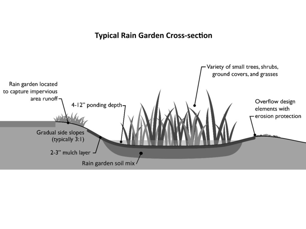 This cross section shows the typical components of a rain garden: depression in the ground, special soil mix, mulch layer, overflow feature, and hardy plants.