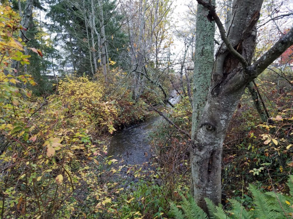 Along its winding path to the Padden Estuary, Padden Creek picks up cleaned stormwater runoff entering the stream at numerous points.