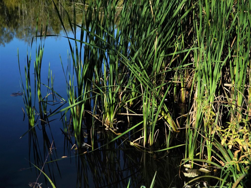Cattails are common in stormwater ponds. They provide seeds for birds and habitat for wetland creatures.