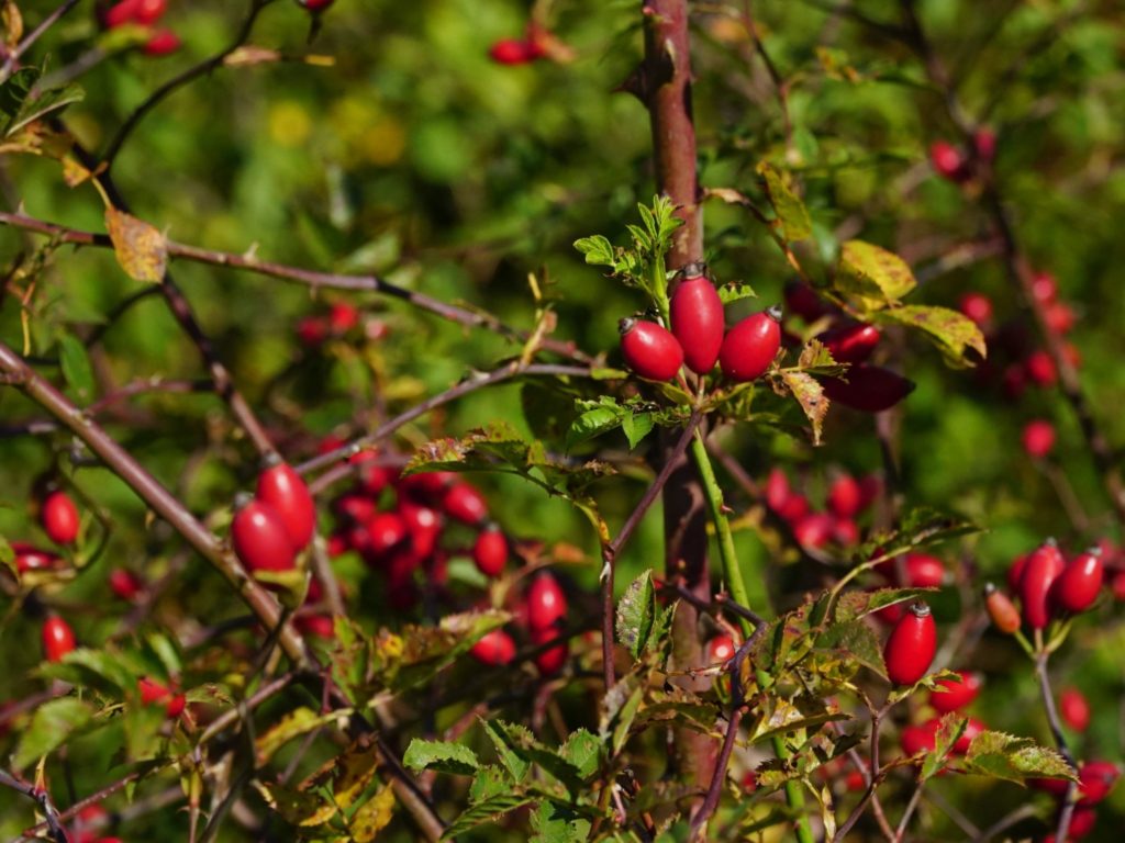 Wild roses and other berries provide fruit for critters that live here. They are also a common native plant found around stormwater facilities.