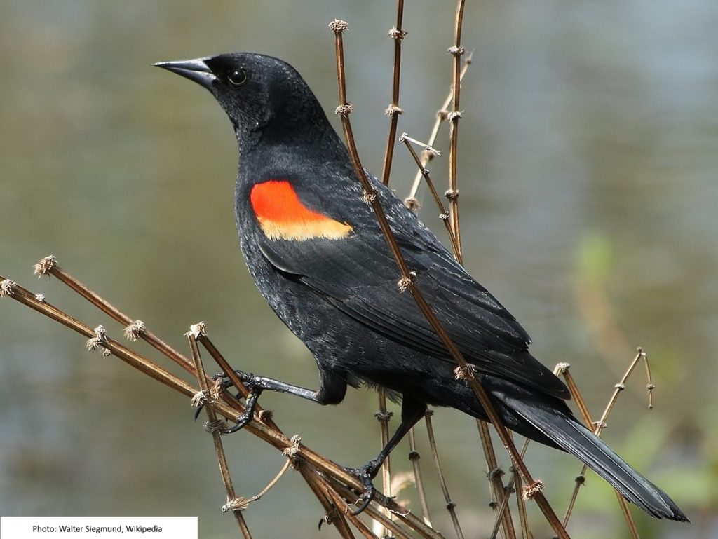 The distinct call of the red-winged blackbird is as easy to identify – as is the classic red spot on its wings. Listen for their trilled whistle 'kerrrr-eee."