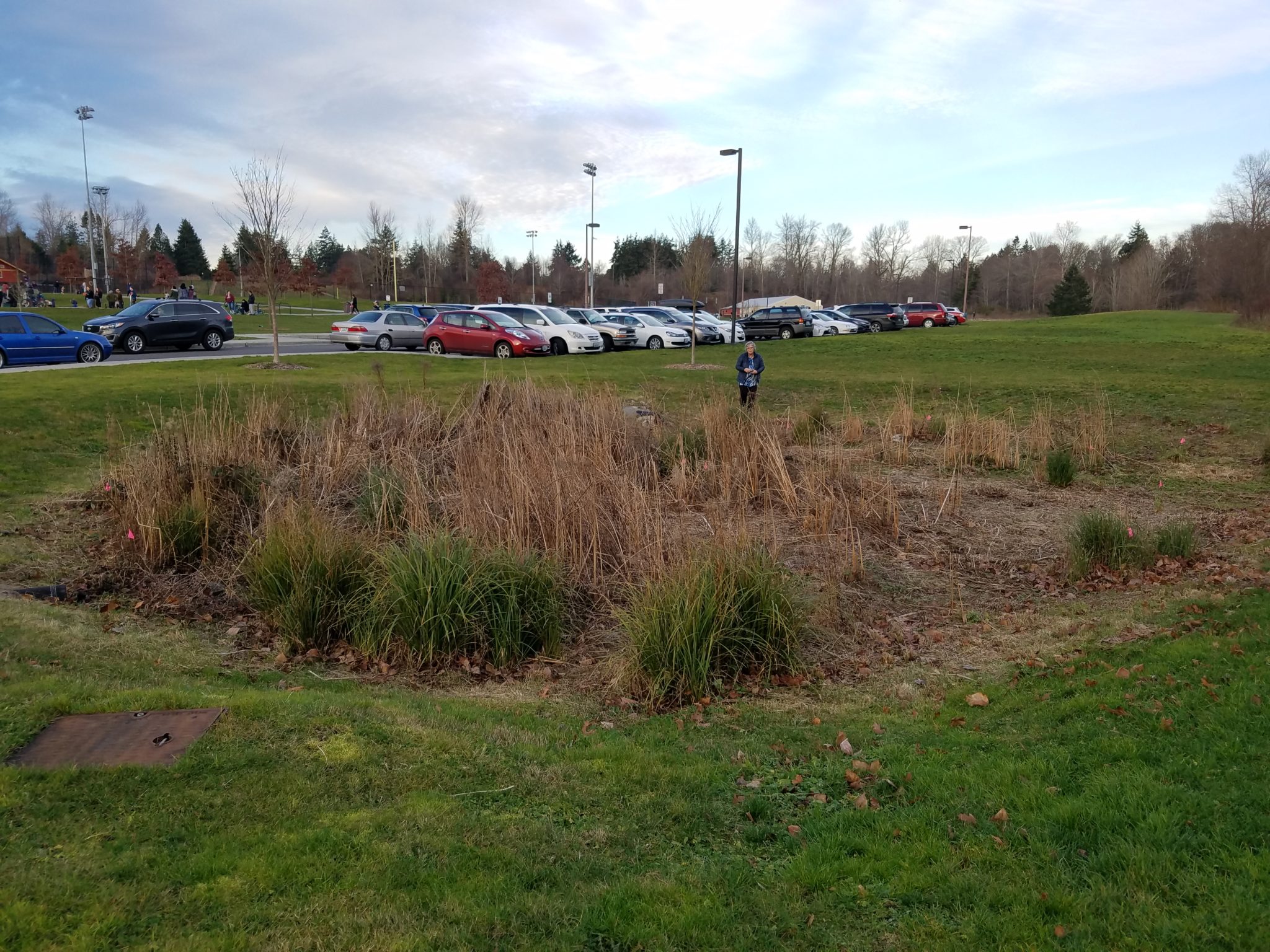 Native plants are intentionally planted here to infiltrate stormwater and reduce pollution from the parking lot before it enters nearby Squalicum Creek.